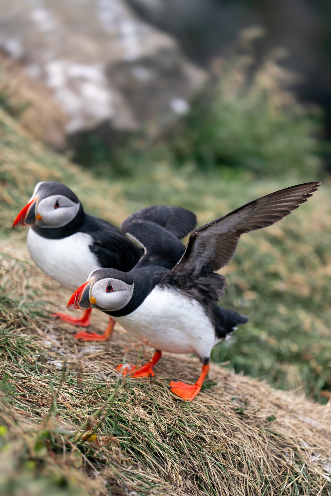 Puffin